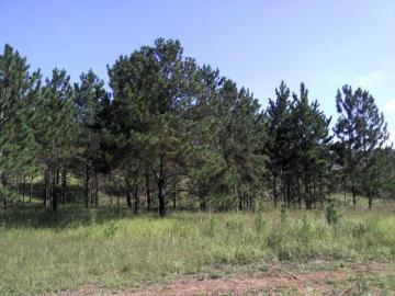Campo Limpo Paulista Jardim Campo Limpo Terreno Venda R$25.000.000,00 Campo Limpo Paulista Jardim Campo Limpo Terreno Venda R$25.000.000,00